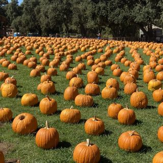 ‘Seriously magical’: Popular pumpkin patch reopens after flooding, damages from storms