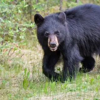 Does Pine Sol Attract Bears? [No, it Deters them, but...] | APB