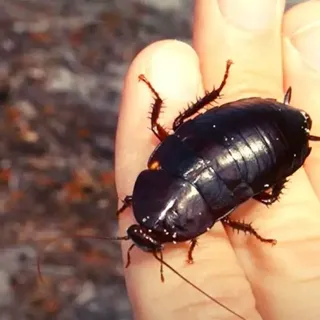 Florida woods Cockroach (Not WHAT You Think!) | APB