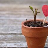 Valentine's Day Plants: A complete guide to houseplants with heart-shaped flowers or leaves