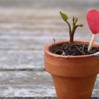 Valentine's Day Plants: A complete guide to houseplants with heart-shaped flowers or leaves