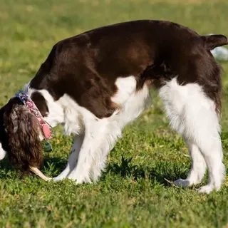 Why Does Your English Springer Spaniel Growl at You? | Active Dog Breeds