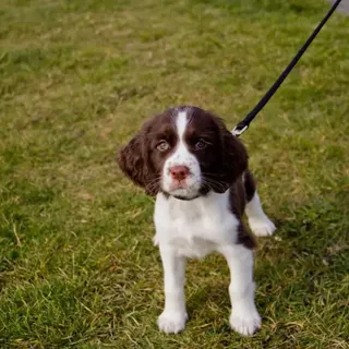 Do All English Springer Spaniels Pull on the Lead? | Active Dog Breeds