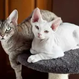 Can You Buy A Used Cat Tree? [Is It Safe & What To Look For?]
