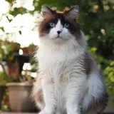 Do Ragdolls Get Fluffier With Age? [What You Should Know]