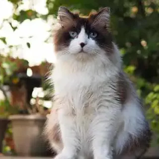 Do Ragdolls Get Fluffier With Age? [What You Should Know]