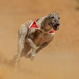 The Anatomy Of Greyhounds: Why Are They So Fast?