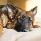 Why Does My Dog Lick The Couch All The Time? - AllShepherd