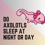 Do Axolotls Sleep At Night OR Day?  - Amphibian Life