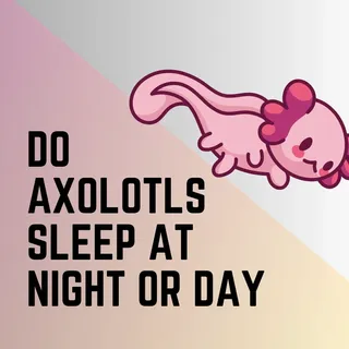 Do Axolotls Sleep At Night OR Day?  - Amphibian Life