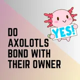 Do Axolotls Bond With Their Owner? - Amphibian Life