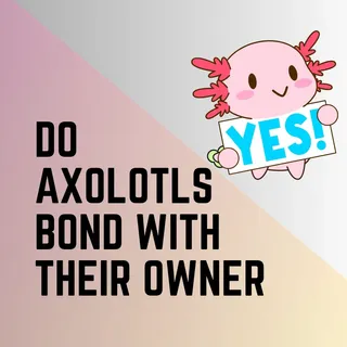 Do Axolotls Bond With Their Owner? - Amphibian Life