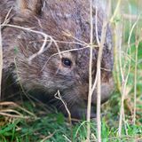 The new AI-Powered Photo Editing Software I Used to Instantly Edit my Wombat Photos