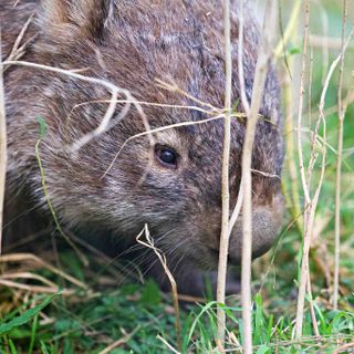 The new AI-Powered Photo Editing Software I Used to Instantly Edit my Wombat Photos