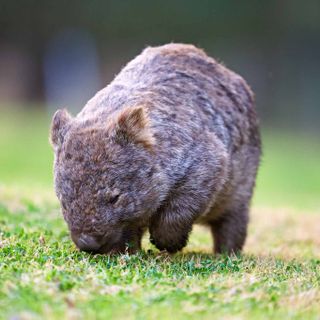 A Road Trip to Meet the Wombats in Kangaroo Valley, Australia - Andy's Travel Blog