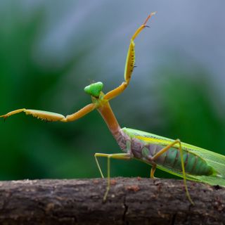 How big do praying mantis get?