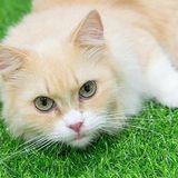 How Much Do Munchkin Cats Cost? #1 Best Answer