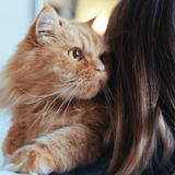 4 Best Reasons Why Cats Knead Your Neck