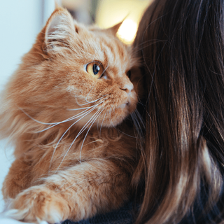 4 Best Reasons Why Cats Knead Your Neck