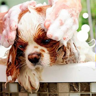 Can I Use Cat Shampoo on My Dog? Here's the Answer!