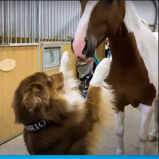 Pup Beaming With His Horsey Soulmate Portrays ‘Love In Its Purest Form’. - Animal Spirit