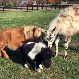 Chanel, The Tiny Horse That Is Smaller Than Her Dog Family. - Animal Spirit