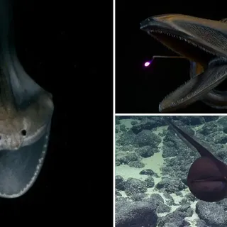 Meet the Gulper Eel: The Deep-Sea Predator with an Unusual Appearance - Animal's Look