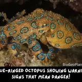 The Blue-Ringed Octopus: A Shy, Venomous Creature That Can Kill You – Animals FYI