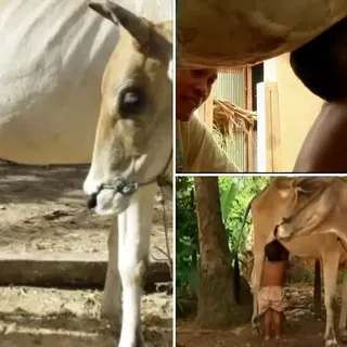 How a Cow Became a Mom to a Human Baby - Animal's Look