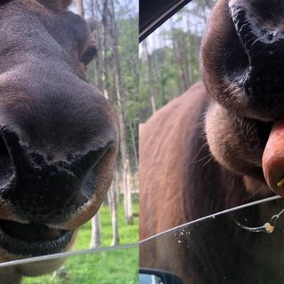 Dog brings carrot for horse, to form a friendship. - Animal Spirit