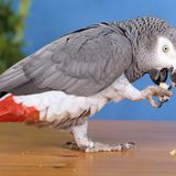 A BRITISH PARROT THAT HAD BEEN MISSING FOR FOUR YEARS HAS RETURNED SPEAKING SPANISH. - Animal Spirit