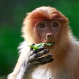 Illegal Pets: Top 20 Exotic Animals Illegal To Own In The US