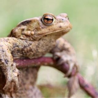 How Long Can Frogs Go Without Food Or Water? [Answered]