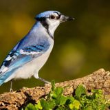 Birds That Look Like Blue Jays: 15 Similar Species + Pictures