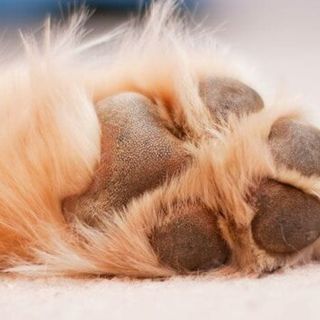 How to Care for Your Dog’s Paw Pads? Must Read!