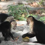 How Smart Are Capuchin Monkeys?