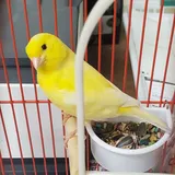 How Long Can a Canary Go Without Food And Water?