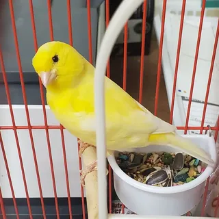 How Long Can a Canary Go Without Food And Water?