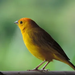 How Smart Are Canaries? (More Than You Can Imagine)