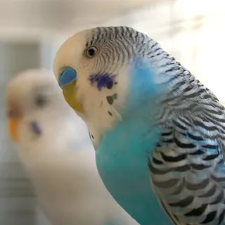 How Do You Know That Budgies Get Along?