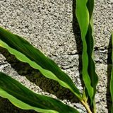 How to Build a Cinder Block Garden