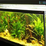 How To Get Rid of Ants in Fish Tank? (Explained)