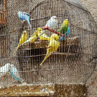 How to Keep Ants Away From Bird Cage? 8 Easy Methods