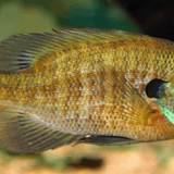 What to Feed Bluegill In An Aquarium? - Aquarium Sphere