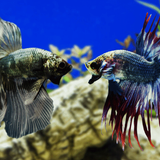 How to Deal with Aggressive Fish in an Aquarium? - Aquarium Sphere