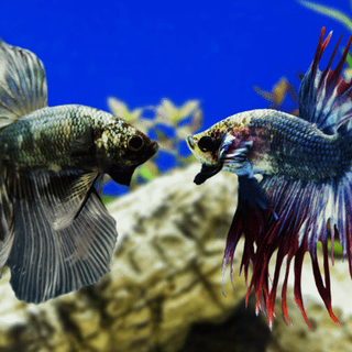 How to Deal with Aggressive Fish in an Aquarium? - Aquarium Sphere