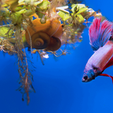 What Fish Can Live with Betta? 10 Good Options! - Aquarium Sphere