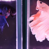 Can Male and Female Betta Fish Live Together? - Aquarium Sphere