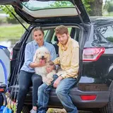 Is Goldendoodle Good For Camping? | Arcana Pets