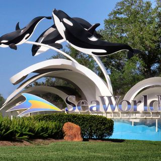 SeaWorld seeks federal loan while paying little in U.S. income taxes | Exclusive